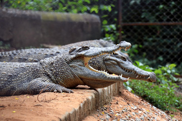 Crocodile in Nandankanan zoological Park in Orissa, India. Nandankanan is 15 kms from Odisha`s...