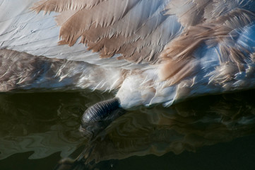 white swans feather in composition