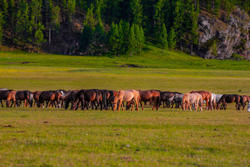 Mongolie animaux de la steppe