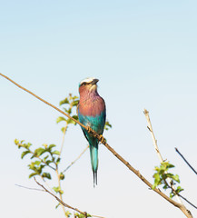 Lilac-breasted roller (coracias caudatus)