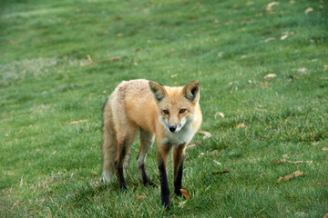 red fox in grass