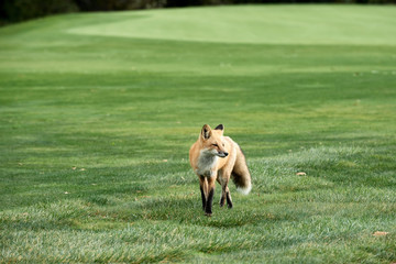 young brown fox in the grass