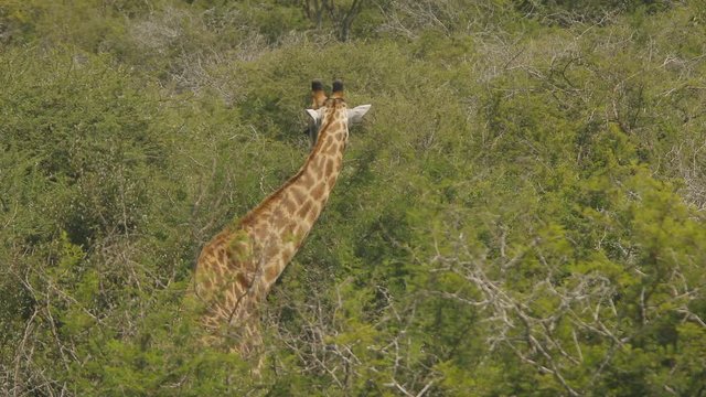 A giraffe eating at Kruger national park, south africa, daylight