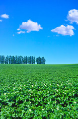 初夏の北海道、美瑛町にあるマイルドセブンの丘