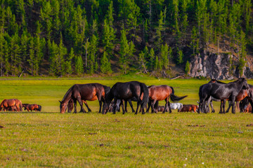 Fototapeta na wymiar Mongolie animaux de la steppe