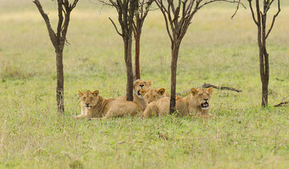 Fototapeta na wymiar Closeup of a Lion pride (Panthera leo) in the Serengeti National park, Tanzania