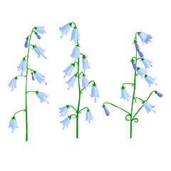vector drawing bell flowers