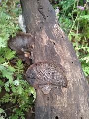 Daedaleopsis confragosa a thin walled maze polypore