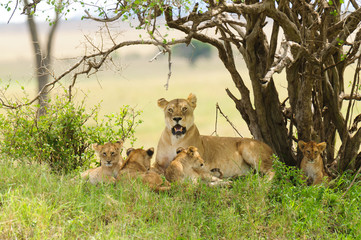 Closeup of a  Lioness with cubs (Panthera leo)  in the Serengeti National park, Tanzania