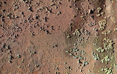 Moss on rusty metal as an abstract background