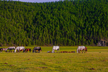 Mongolie animaux de la steppe