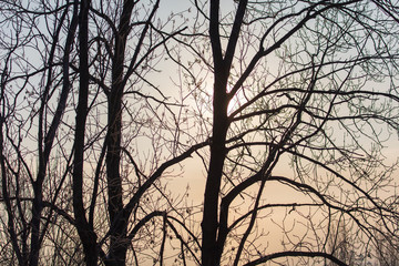 Leafless tree branches at dawn of the sun
