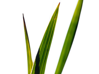 Fototapeta premium Green leaves of a date palm tree as background