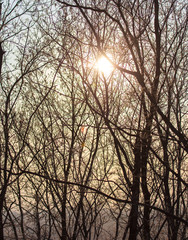 Leafless tree branches at dawn of the sun