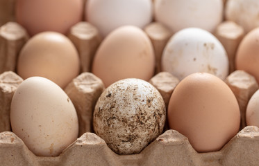 Fresh chicken eggs in industrial mud as a background