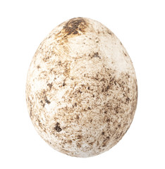 Fresh chicken eggs in poop on a white background