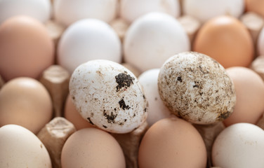 Fresh chicken eggs in industrial mud as a background