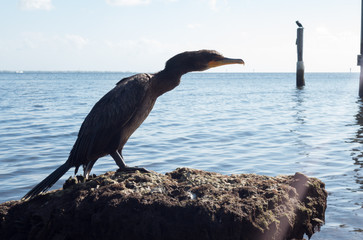 bird on the beach