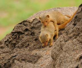 Common Dwarf Mongoose (Helogale parvula) mating