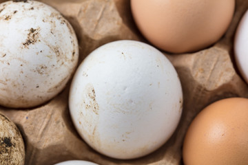 Fresh chicken eggs in industrial mud as a background