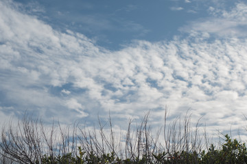 Fototapeta premium grass and blue sky