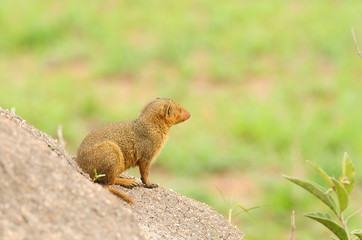 Common Dwarf Mongoose (Helogale parvula) on a termite hill