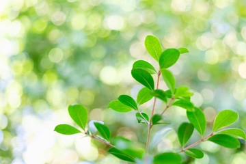 Fototapeta na wymiar Close Up nature view of green leaf on blurred greenery background in garden