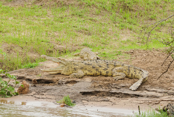 Nile Crocodile (Crocodylus niloticus or 