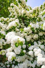 小さな白い花をつける紫陽花