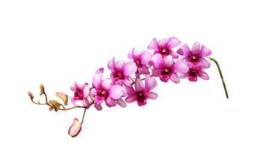 Pink dendrobium orchids flower fresh petal isolated on white background  with clipping path