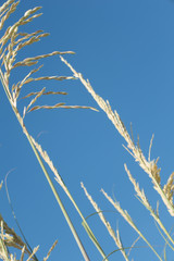 tall grass and blue sky
