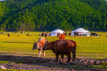 Mongolie animaux de la steppe