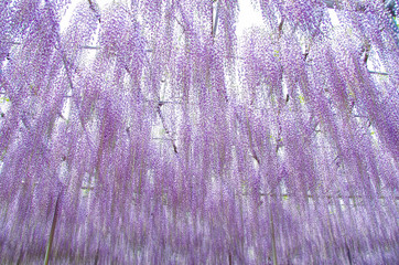 咲き乱れる藤の花