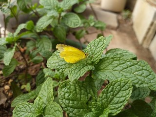 Butterfly on the fresh mint plant in the garden