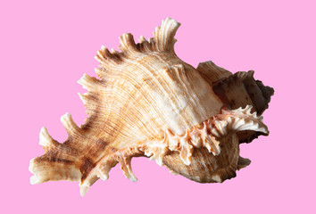 Sea shell isolated on a pink background