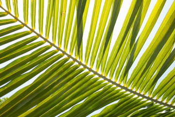 Naklejka na ściany i meble palm tree leaf