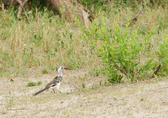 Red-billed Hornbill (Tockus erythrorhynchus),