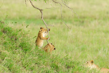 Pair of lion cubs at play (Panthera leo, or "Simba" in Swaheli)  in the Serengeti National park, Tanzania © Jeffrey Banke