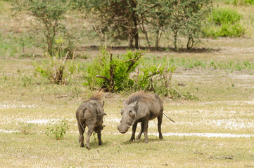 Closeup of Warthog (Phacochoerus aethiopicus, or "Ngiri" in Swaheli) in the Tarangire National park, Tanzania