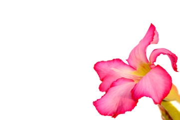 Floral background. Close up of Tropical flower Pink Adenium. Desert rose on white background.