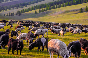 Mongolie animaux de la steppe