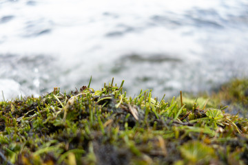 grass and water 