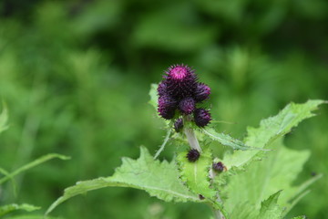 wildflower close-up