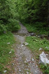 footpath crossing a stream in the forest