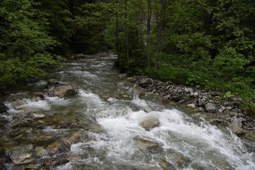 rapid riveer in the forest