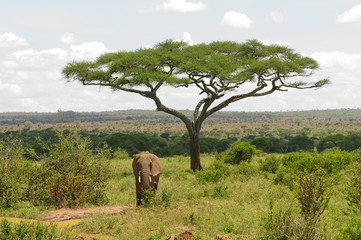 African Elephant (scientific name: Loxodonta africana, or "Tembo" in Swaheli) in the Tarangire National park, Tanzania