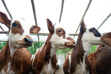 calves in farm 