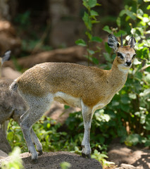 Closeup of Klipspringer (scientific name: Oreotragus oreotragus , or 