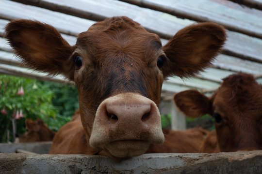 calf in farm 