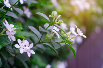 Beautiful green leaves bush and petite starry pure white petals of Snowflake fragrant flower blossom under sunshine morning, know as Winter Cherry Tree, Arctic Snow; Milky Way and Sweet Indrajao